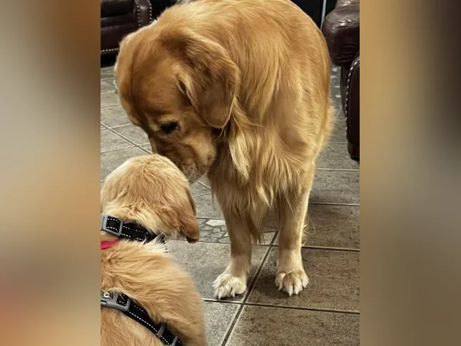 Chiots Golden Retriever le 10 juillet CKC, OFA, ADN thumbnail 10