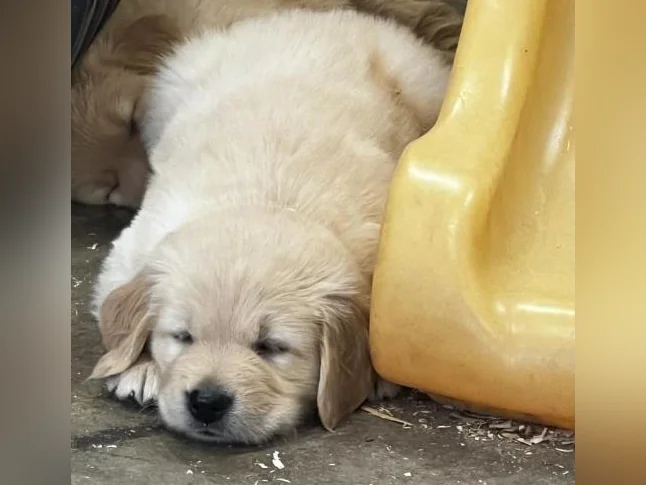 Chiots Golden Retriever le 10 juillet CKC, OFA, ADN thumbnail 6