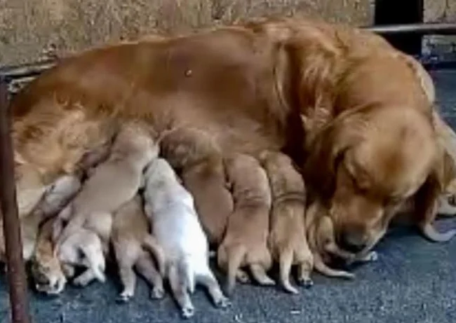Chiots Golden Retriever le 10 juillet CKC, OFA, ADN thumbnail 9