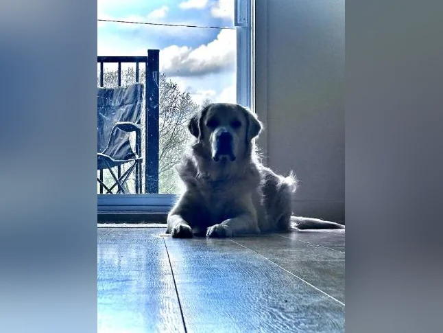 Chiots Golden Retriever le 10 juillet CKC, OFA, ADN thumbnail 7