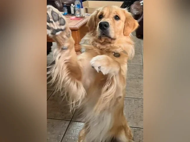 Chiots Golden Retriever le 10 juillet CKC, OFA, ADN thumbnail 5