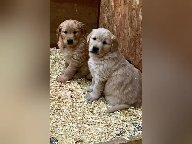 Chiots Golden Retriever le 10 juillet CKC, OFA, ADN thumbnail 8