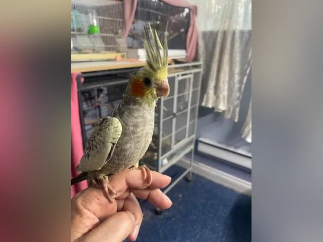 Bébé cocktail perlée jaune de deux mois thumbnail 3