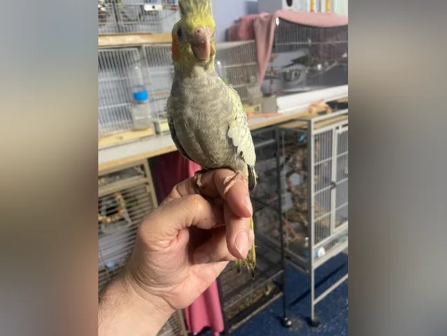 Bébé cocktail perlée jaune de deux mois thumbnail 2