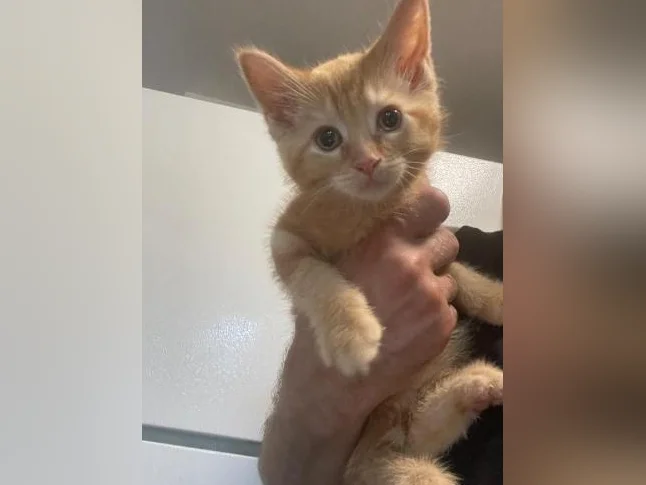 Bébé cocktail perlée jaune de deux mois thumbnail 10