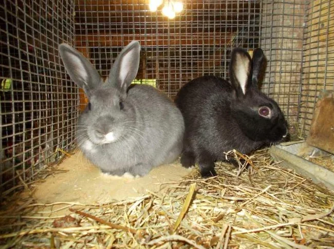 minis lapins a donnés
