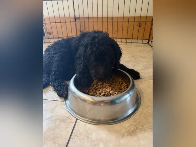 Goldendoodle 🐶♥️ thumbnail 9