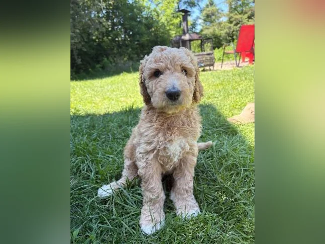 Goldendoodle 🐶♥️ thumbnail 6