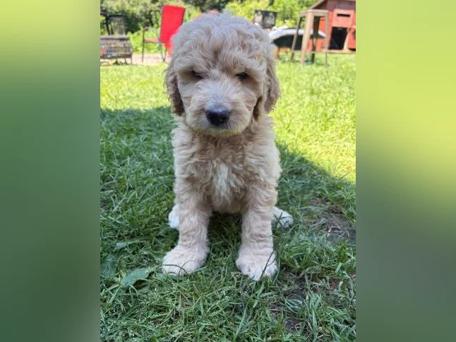 Goldendoodle 🐶♥️ thumbnail 2