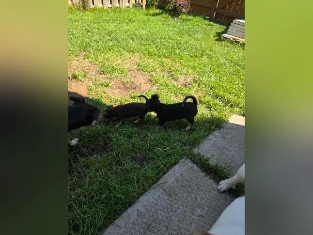Chihuahua pur race thumbnail 10