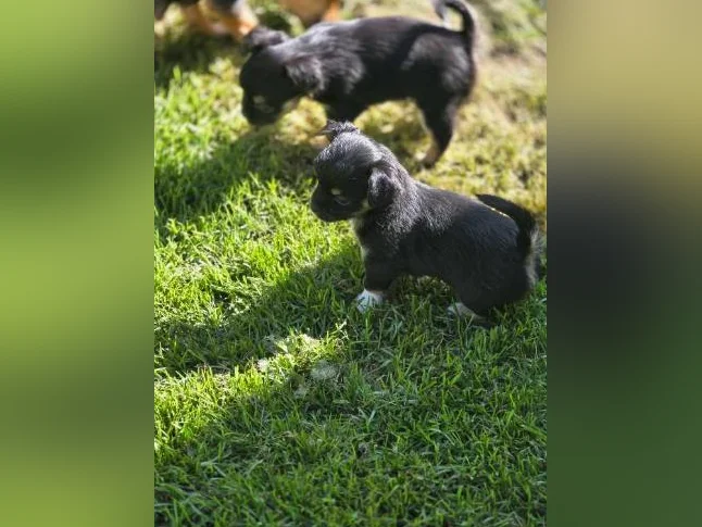Chihuahua pur race thumbnail 5