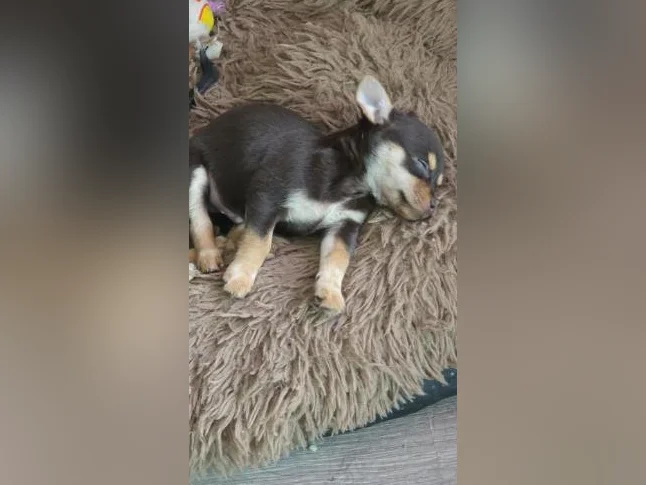 Chihuahua pur race thumbnail 2