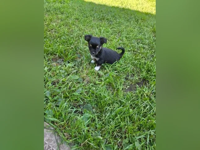 Chihuahua pur race thumbnail 7