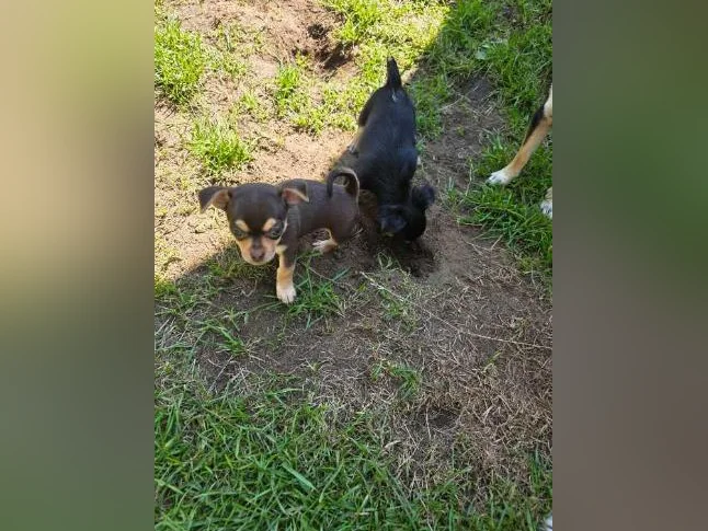 Chihuahua pur race thumbnail 9