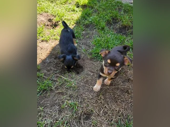 Chihuahua pur race thumbnail 8