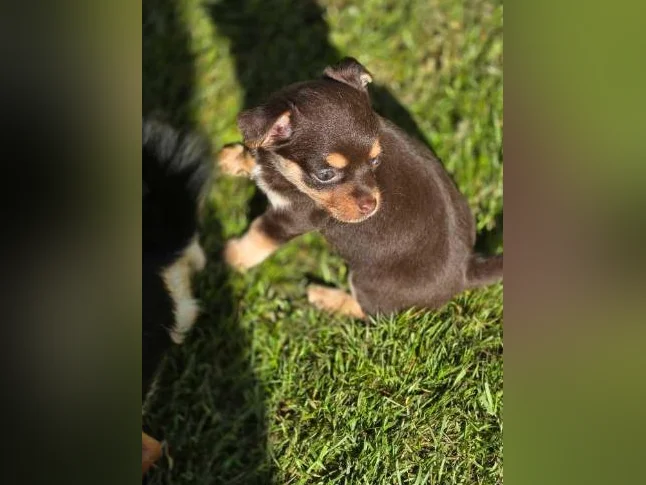 Chihuahua pur race