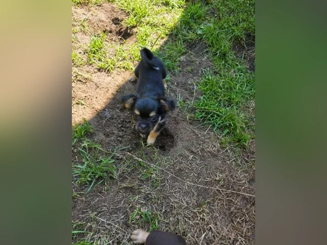 Chihuahua pur race thumbnail 6