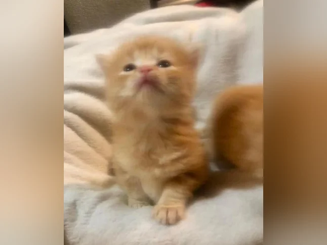 Magnifiques petits chatons disponibles pour adoption ! thumbnail 2