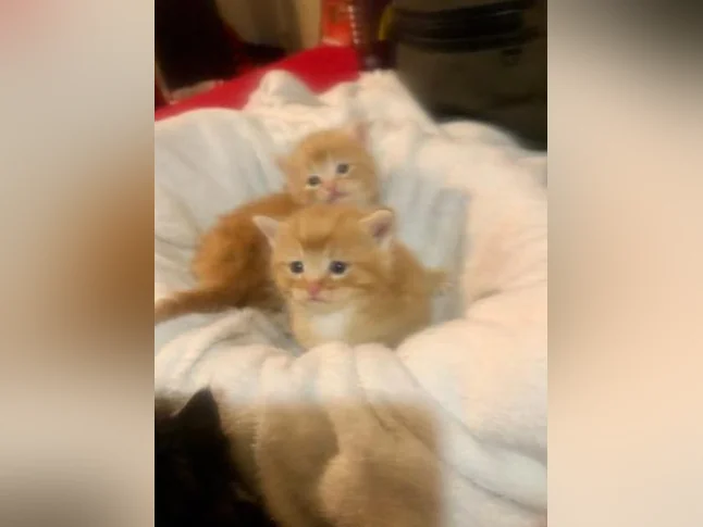 Magnifiques petits chatons disponibles pour adoption ! thumbnail 5