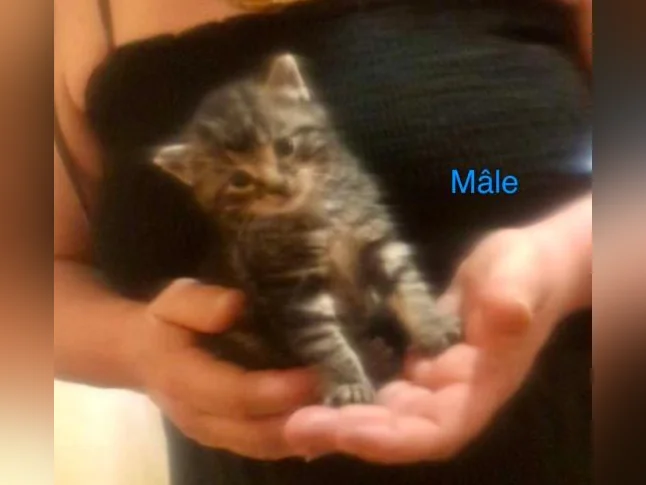 Magnifiques petits chatons disponibles pour adoption ! thumbnail 6