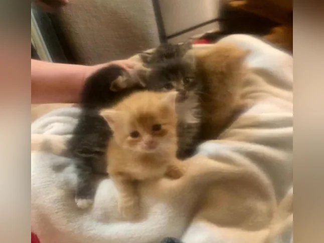 Magnifiques petits chatons disponibles pour adoption !