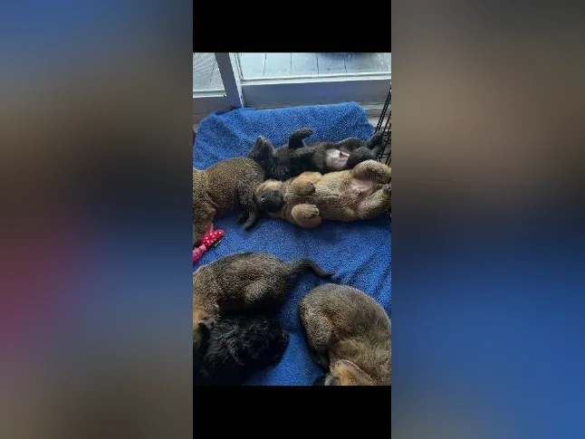 Chiots Berger allemand noir X Malinois (pure race) thumbnail 7