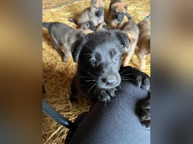 Chiots Berger allemand noir X Malinois (pure race) thumbnail 6