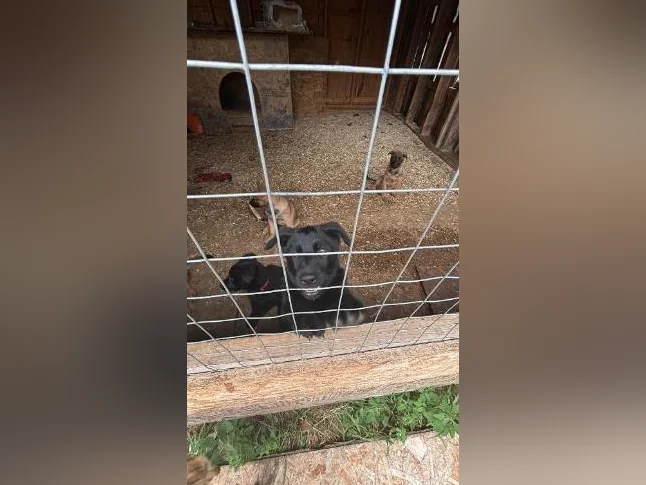 Chiots Berger allemand noir X Malinois (pure race)
