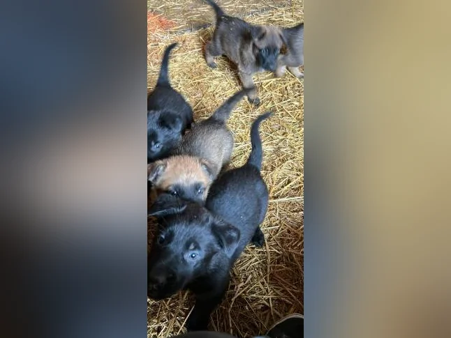 Chiots Berger allemand noir X Malinois (pure race) thumbnail 2
