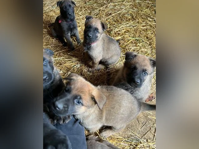 Chiots Berger allemand noir X Malinois (pure race) thumbnail 4