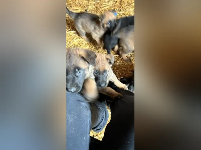 Chiots Berger allemand noir X Malinois (pure race) thumbnail 3