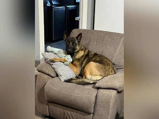 Chiots Berger allemand noir X Malinois (pure race) thumbnail 10