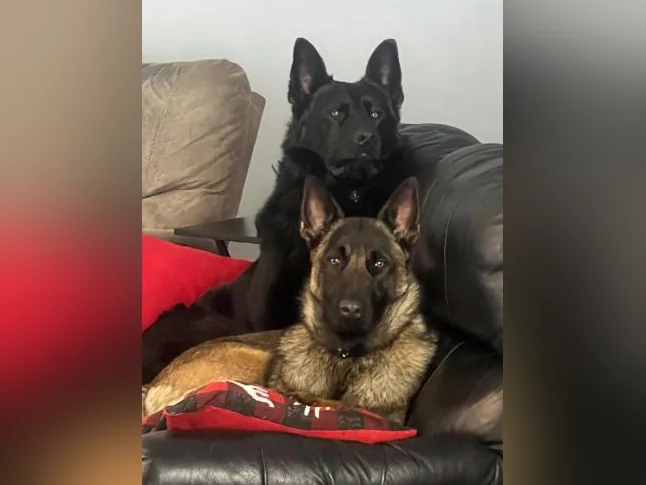 Chiots Berger allemand noir X Malinois (pure race) thumbnail 8
