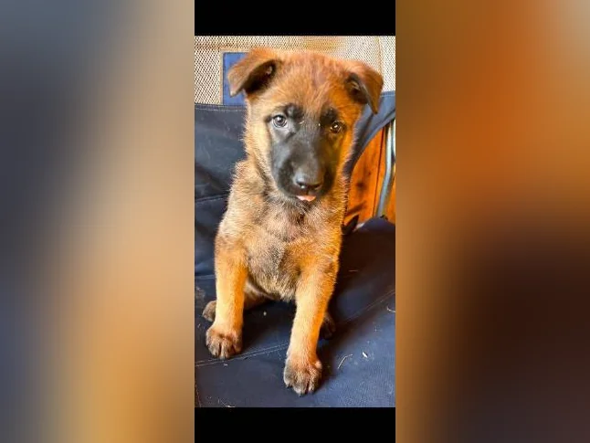 Chiots Berger allemand noir X Malinois (pure race) thumbnail 9