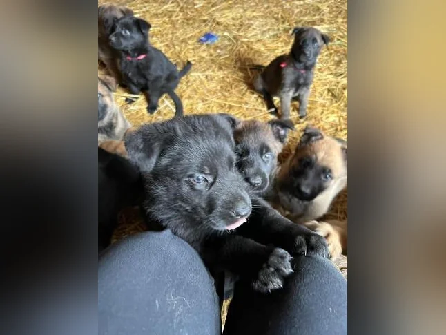 Chiots Berger allemand noir X Malinois (pure race) thumbnail 5