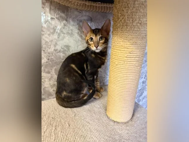 Toyger mix Bengal thumbnail 5