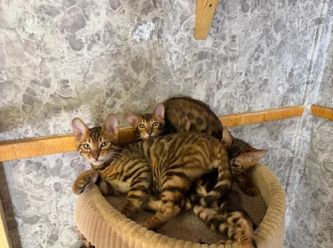 Toyger mix Bengal thumbnail 2