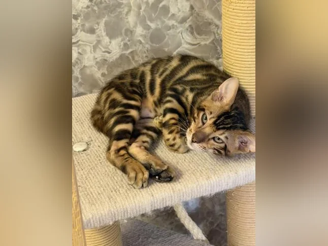 Toyger mix Bengal thumbnail 4