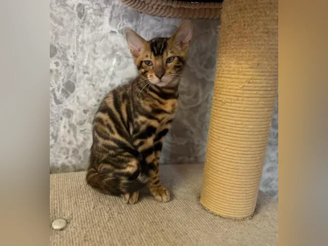 Toyger mix Bengal thumbnail 3