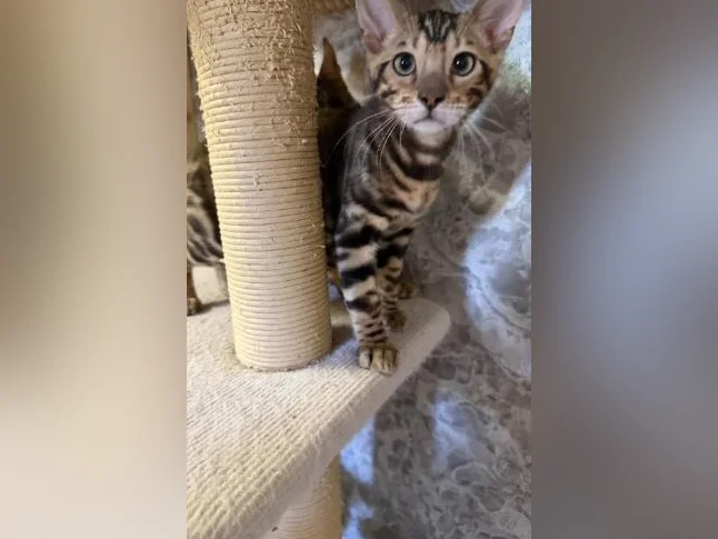 Toyger mix Bengal thumbnail 6