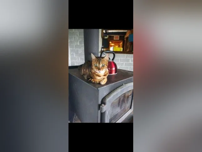 Chatons Bengals pure race thumbnail 6