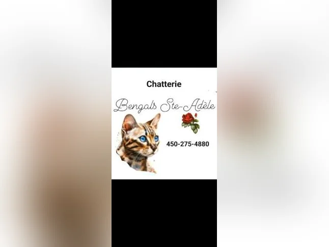 Chatons Bengals pure race thumbnail 3
