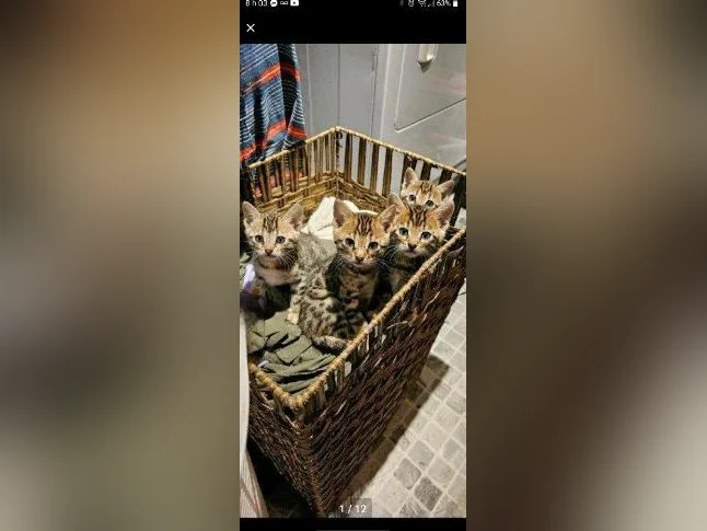 Chatons Bengals pure race thumbnail 2