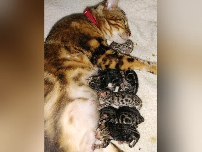 Chatons Bengals pure race thumbnail 8