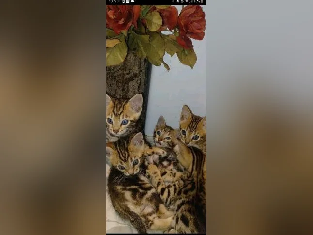 Chatons Bengals pure race