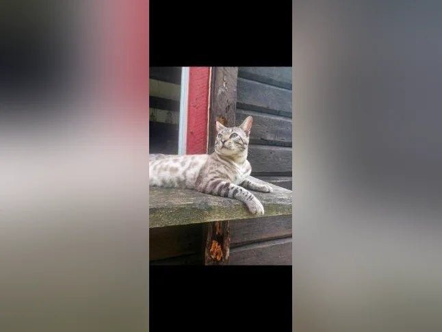 Chatons Bengals pure race thumbnail 7