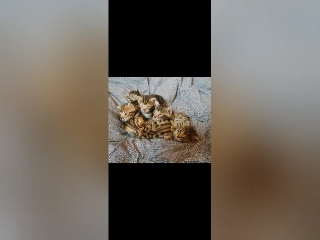 Chatons Bengals pure race thumbnail 5