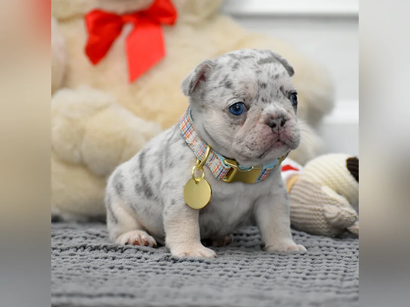 🐾 Mini French Bulldog Puppies for Sale 🐾