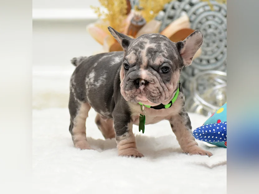 🐾 Mini French Bulldog Puppies for Sale 🐾 thumbnail 2