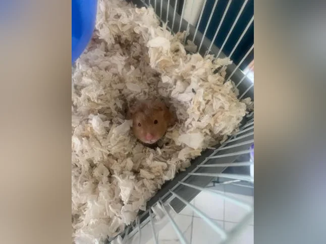Hamsters Sirien âgée de 3 mois avec cage ect thumbnail 2